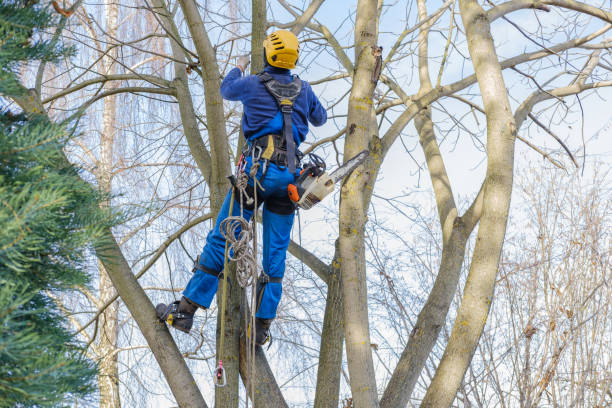 Best Storm Damage Tree Cleanup  in King, WI