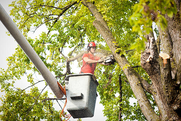 Professional Tree Care Services in King, WI